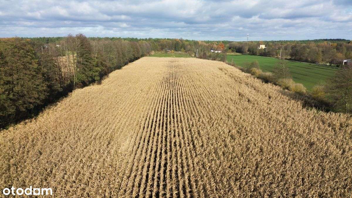 3195m2*3058m2*12minut do Torunia-6