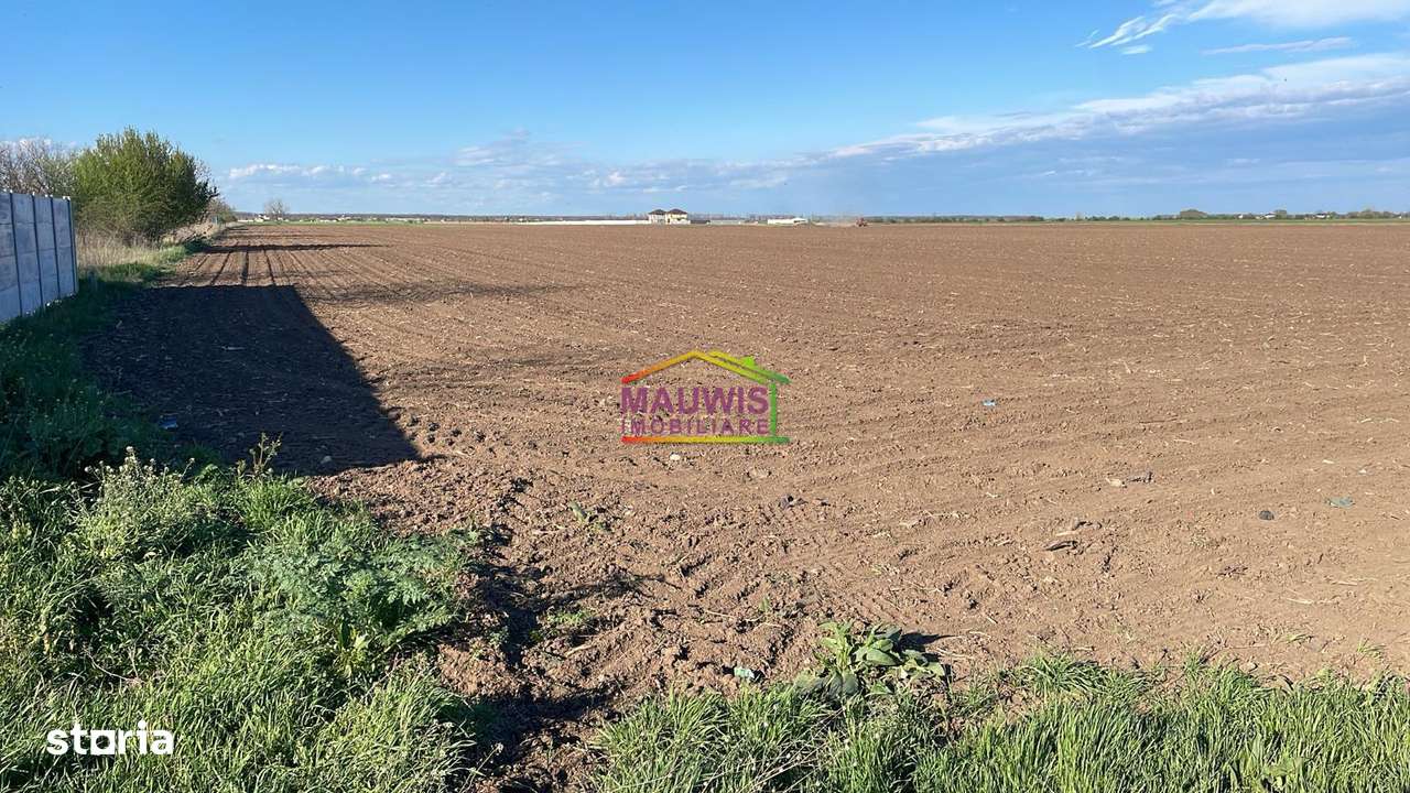 Vand teren intravilan comuna Dascalu 1,8 ha cu deschidere de 50 ml - Imagine principală: 3/4