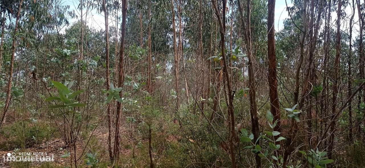 Terreno  para venda - Grande imagem: 5/6