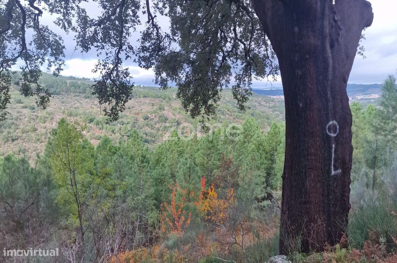 Prédio Rústico à Venda – com sobreiro e Ruina - Grande imagem: 3/15