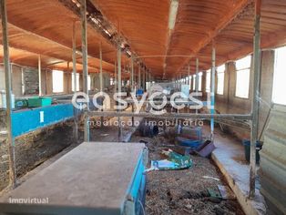 Terreno e Exploração Pecuária, com electricidade, agua e gás - Grande imagem: 4/15