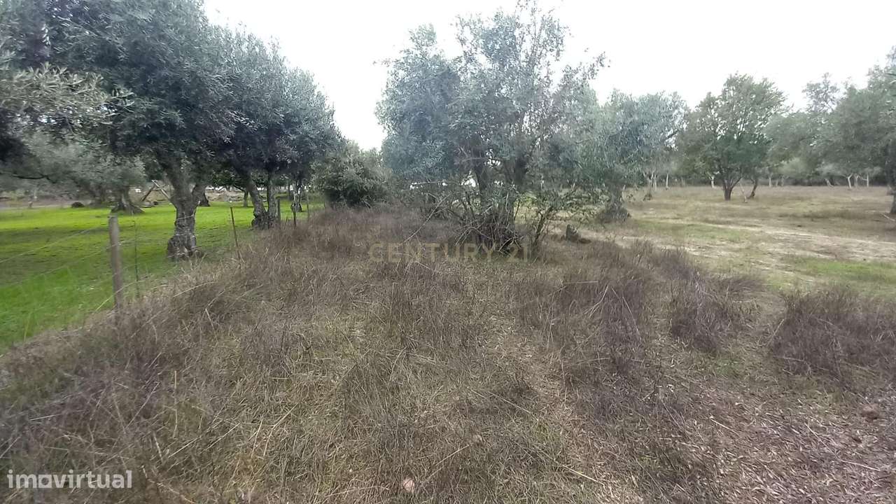 Terreno Rustico Lardosa - Grande imagem: 5/15