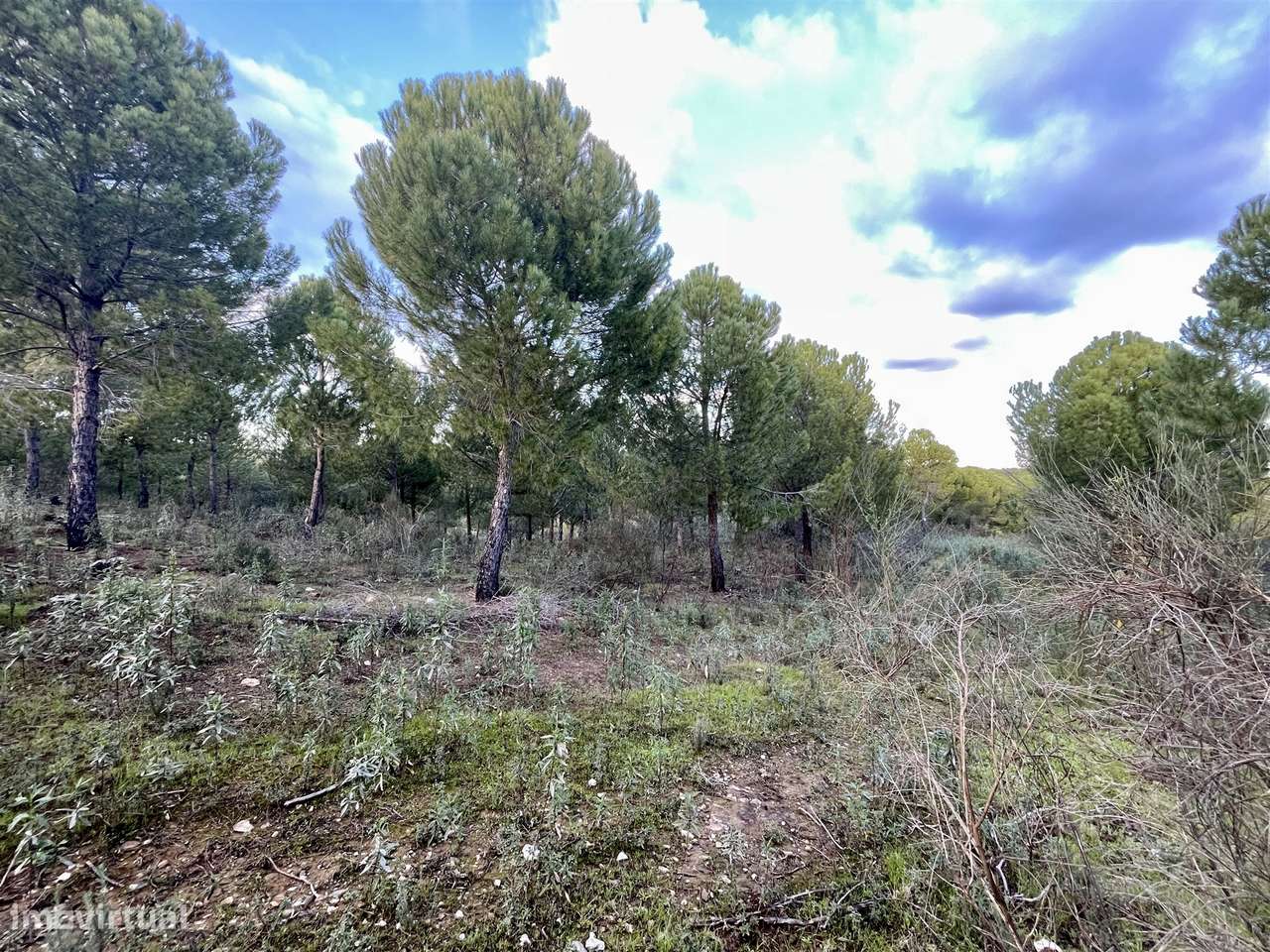 Herdade T5 Venda em Escalos de Baixo e Mata,Castelo Branco-18