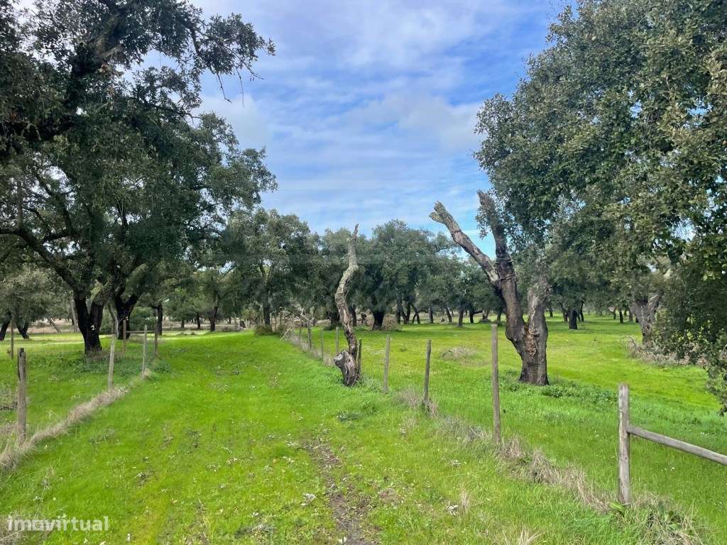 Propriedade Rústica com 11 Hectares junto a Canhestros-18