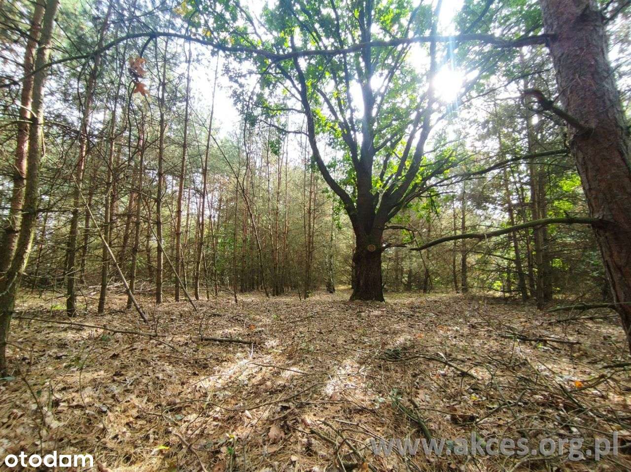 Gmina Leoncin, działka budowlana. - Pełny obrazek: 4/5