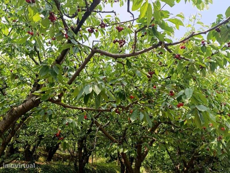 Quinta / Fundão, Alcongosta - Grande imagem: 4/13