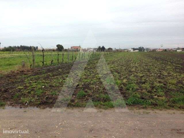 Terreno com 2990 m2, em São Bernardo, Aveiro - Grande imagem: 2/4