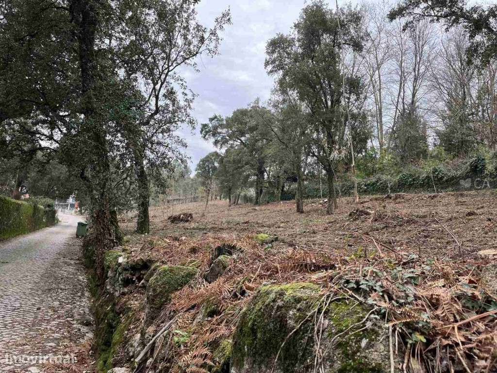 TERRENO RÚSTICO - BOUÇA DE TRÁS DAS SEARAS - Grande imagem: 5/9
