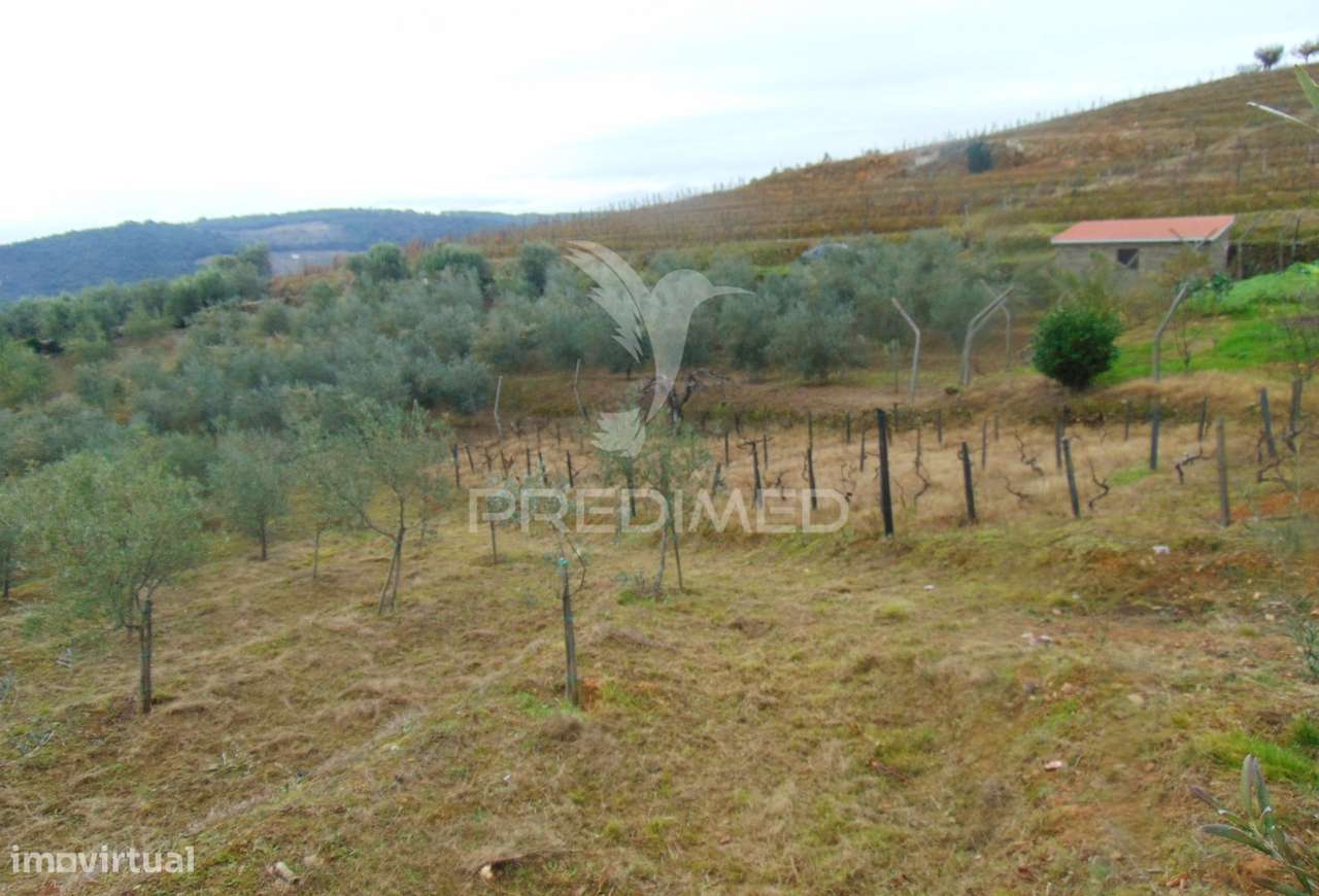 Olival em produção - Abaças / Vila Real - Grande imagem: 4/28