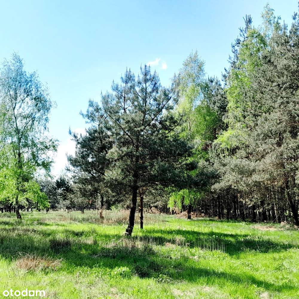 NAJŁADNIEJSZE działki budowlane na styku Puszczy Kampinoskiej- Leszno - Pełny obrazek: 4/13