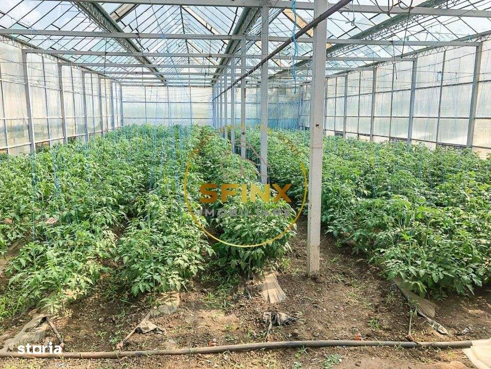 De vanzare ferma Calarasi in stare de conservare - sere - livada - Imagine principală: 3/19