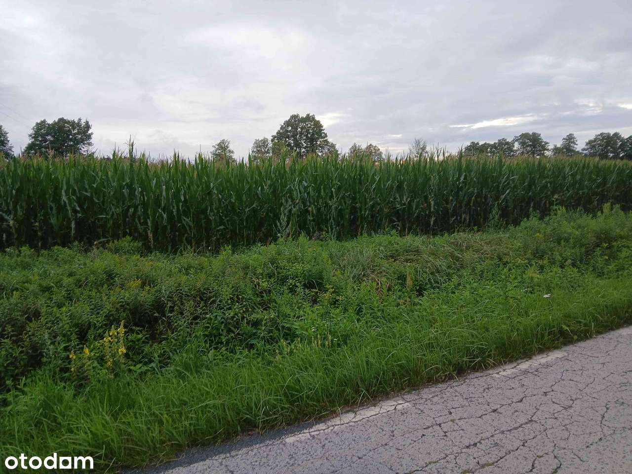 Sprzedam działkę rolną - Pełny obrazek: 4/4