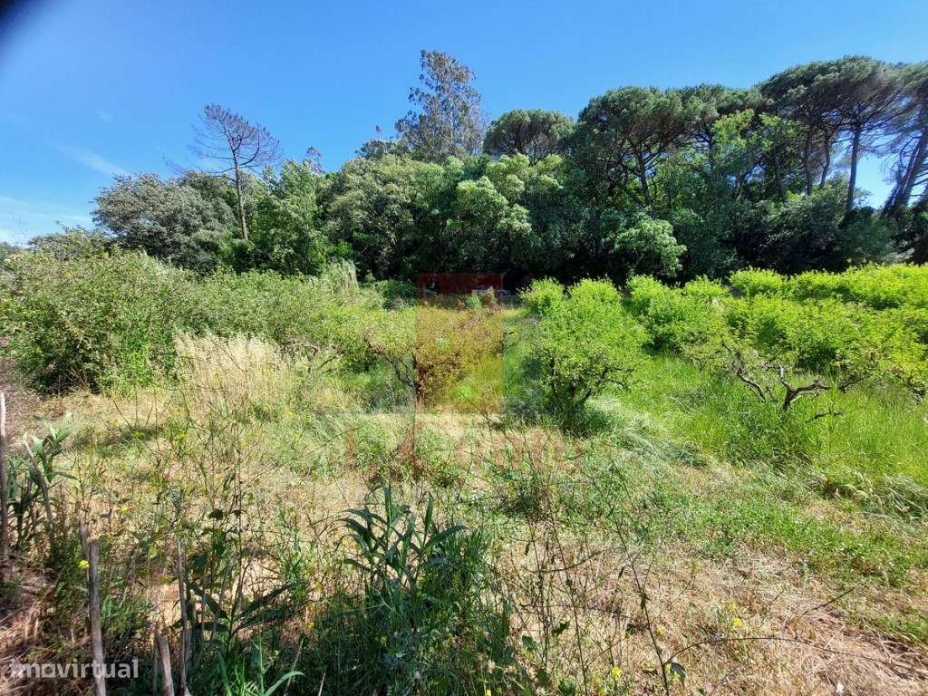 Terreno Rústico com 5.900 m² junto ao Rio Arnóia-13