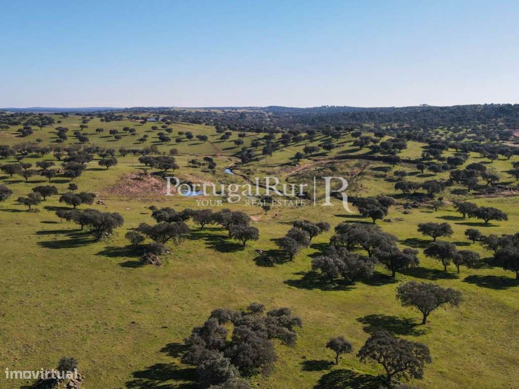 Herdade de 18 hectares perto de Estremoz-14