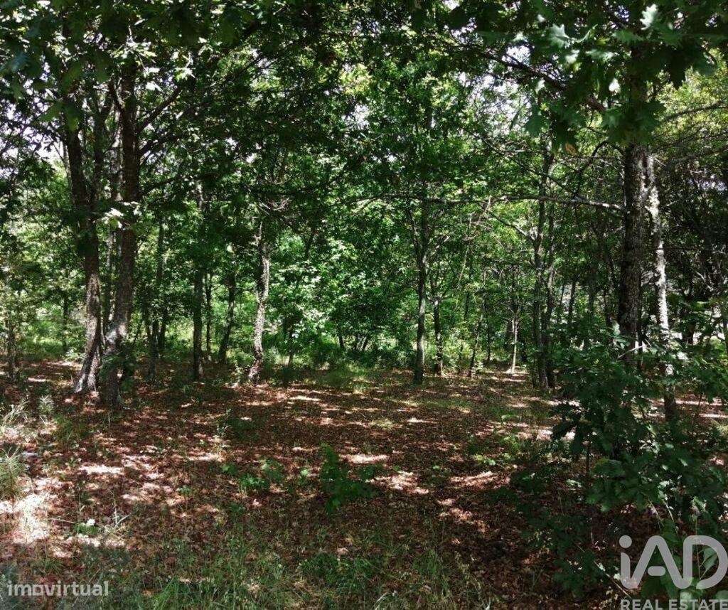 Terreno em Parada de Gonta de 100000,00 m2 - Grande imagem: 4/14