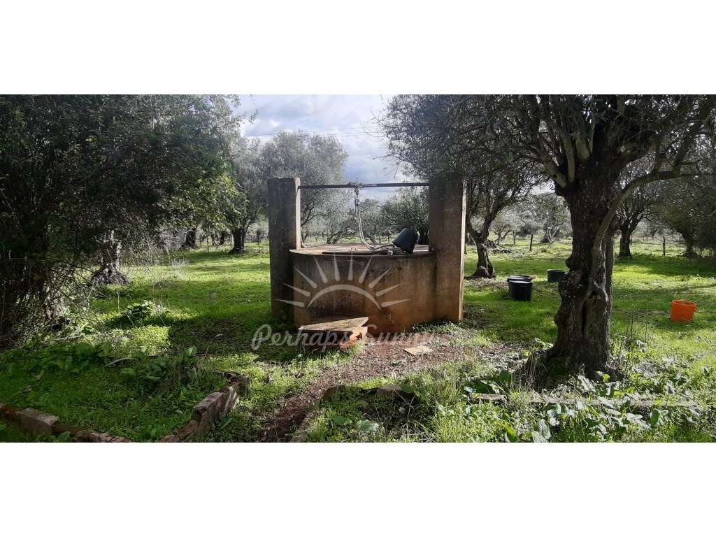 Olival com habitação na Várzea de Grândola - Grande imagem: 3/29