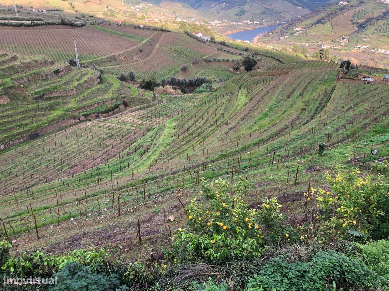 Venda de Quinta - Vistas do rio Douro-6