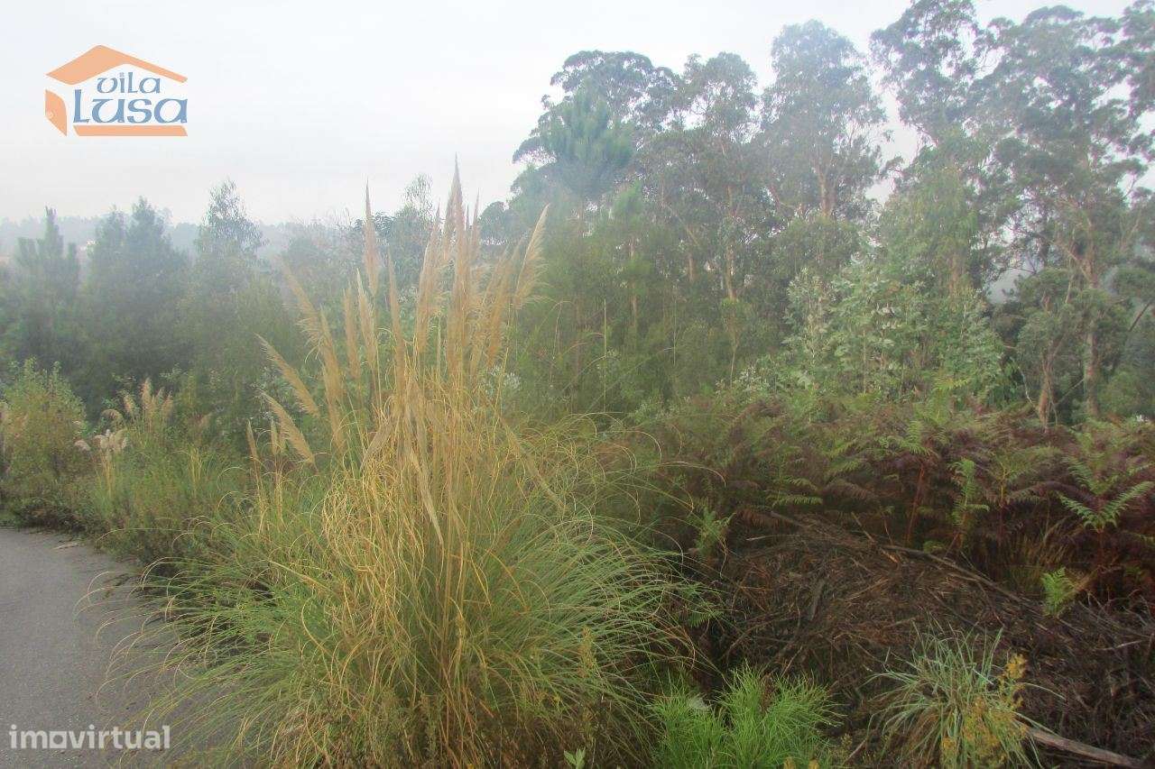 Terreno florestal , Pedroso com 3.682 m2 fáceis acessos - Grande imagem: 4/7