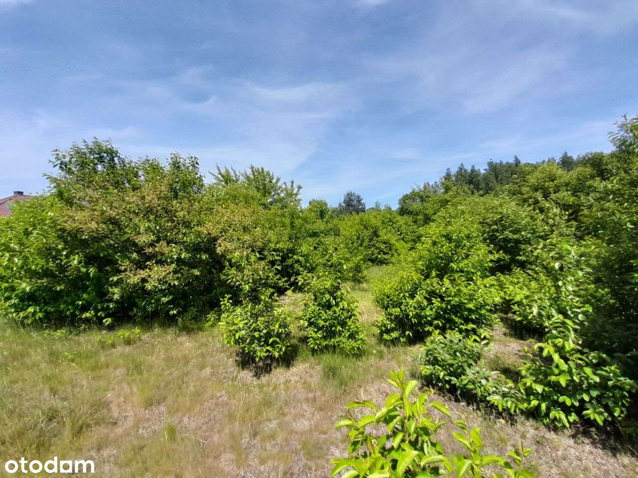 Sprzedam dużą działkę w Żarkach - 18,5a !!!-14