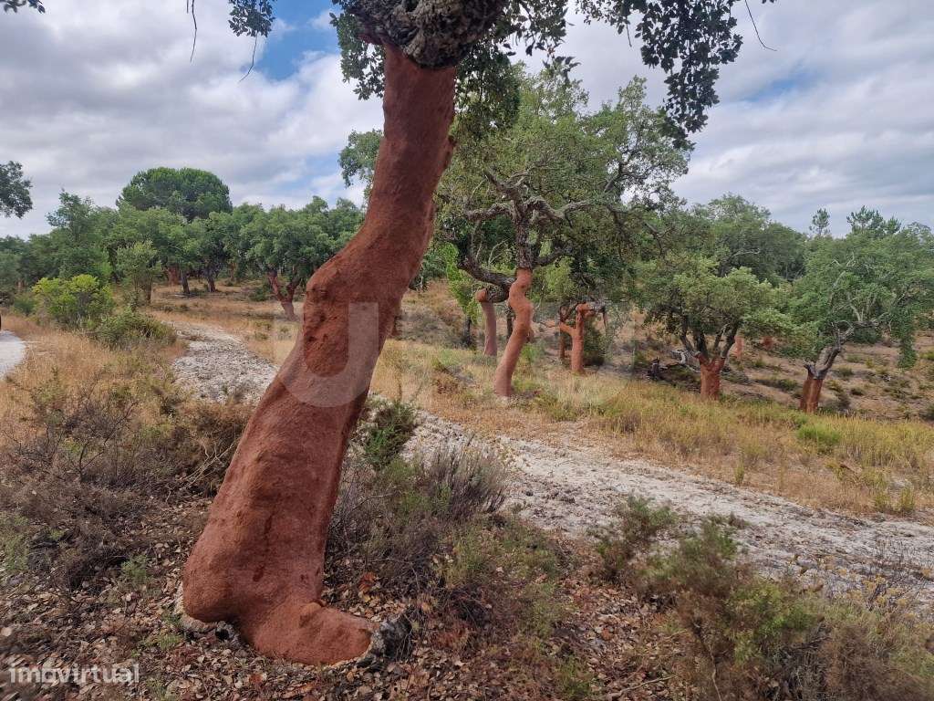 Terreno 14 HECTARES COM SOBREIROS E PINHEIROS-9