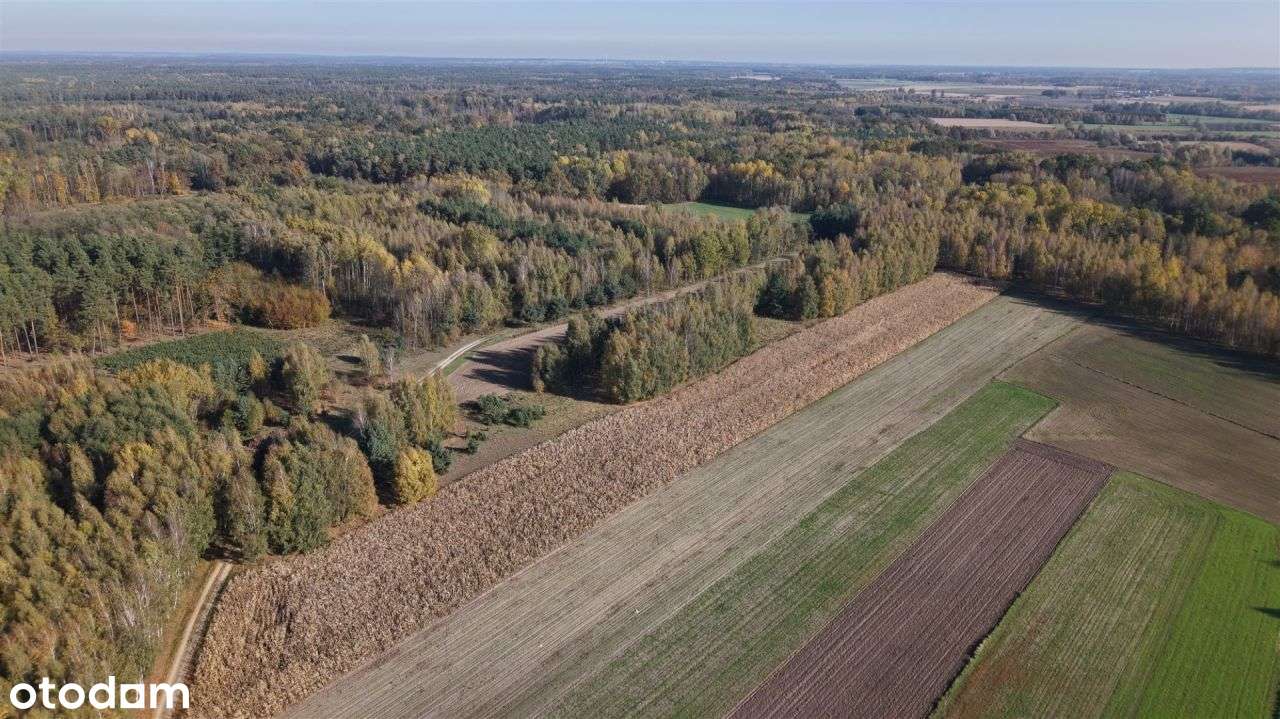 Duża zadrzewiona działka nieopodal Wkry.-16