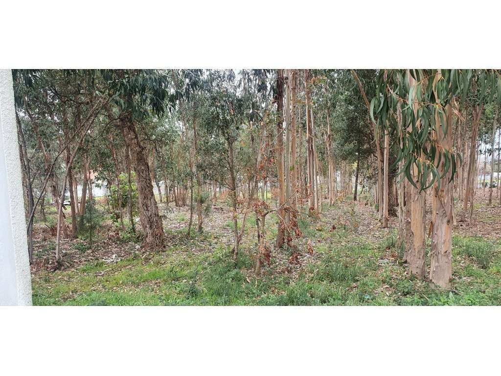Lote na freguesia de Forjães - Esposende com 2000m2 de terreno. - Grande imagem: 4/6