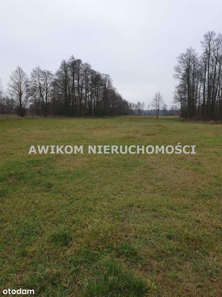 Działka w Kampinoskim Parku Narodowym - Pełny obrazek: 3/7