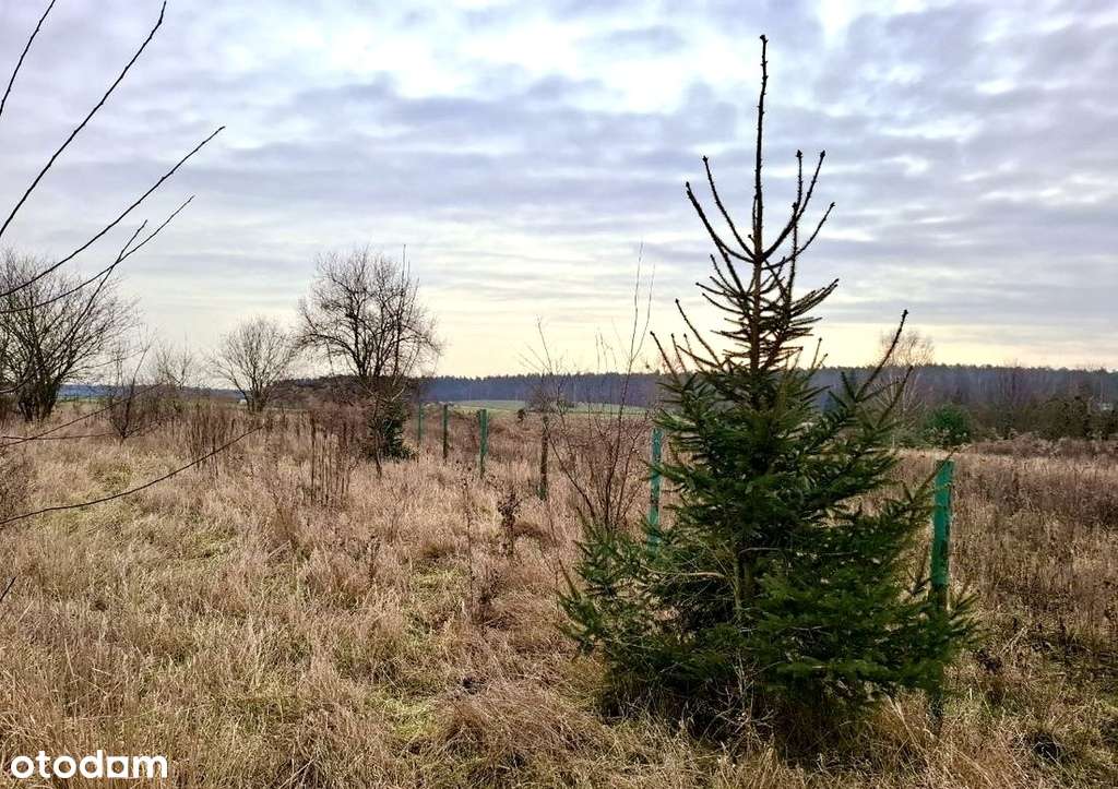 Działka budowlana w Pniewach-7