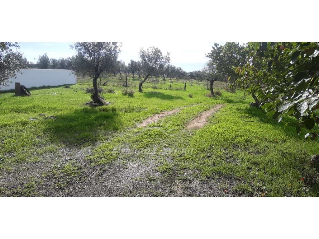 Quintinha 3 Ha com 2 habitações - Grande imagem: 2/14