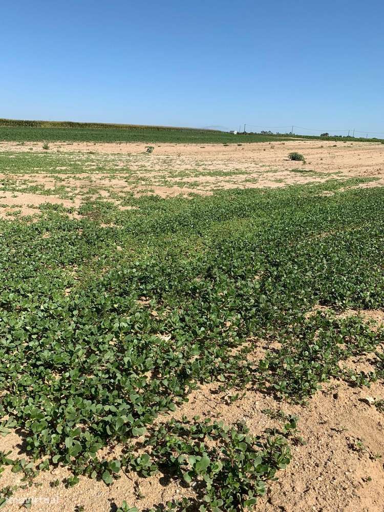 Terreno Rústico com PIP Aprovado – Poceirão e Marateca, Palmela - Grande imagem: 4/9