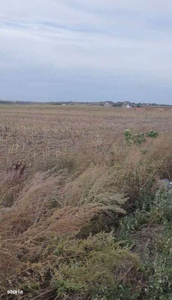 Teren extravilan Breazu - Horlesti, 10.000 mp, deschidere la strada - Imagine principală: 2/4