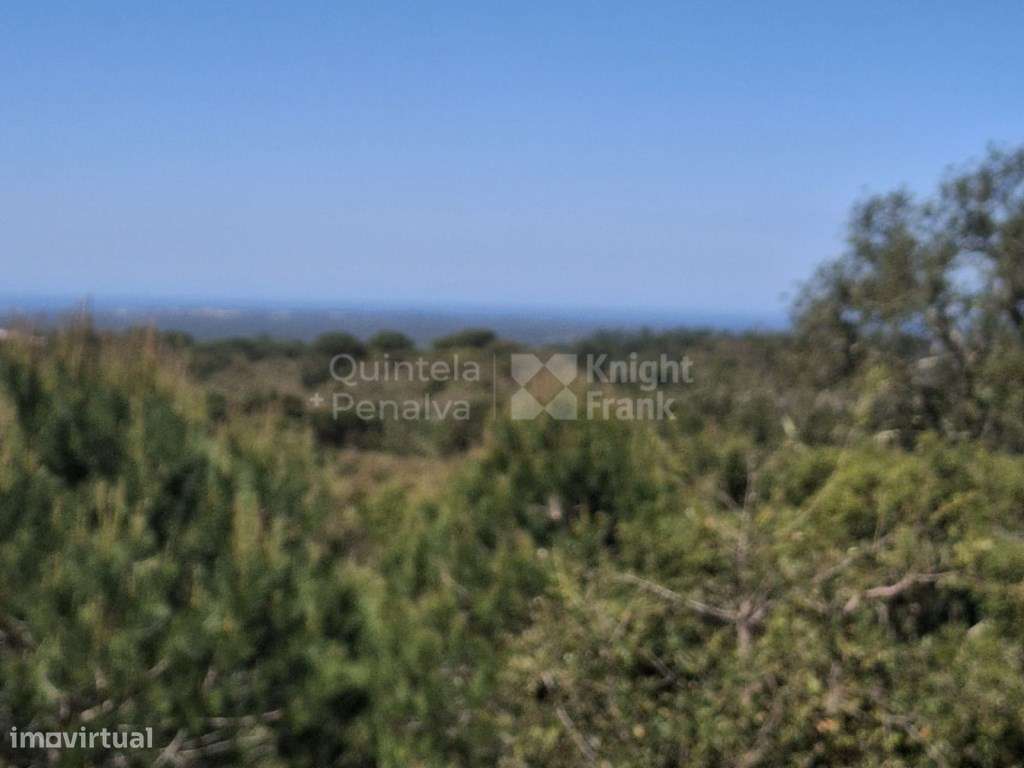 Monte com 4,7 hectares pip aprovado para habitação 500 m2 em Melide... - Grande imagem: 3/21