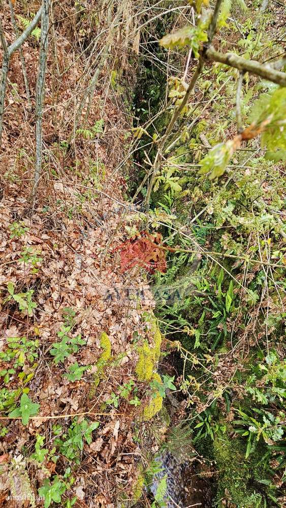 TERRENO PARA MORADIAS JUNTO AO RIO VOUGA - Grande imagem: 5/5