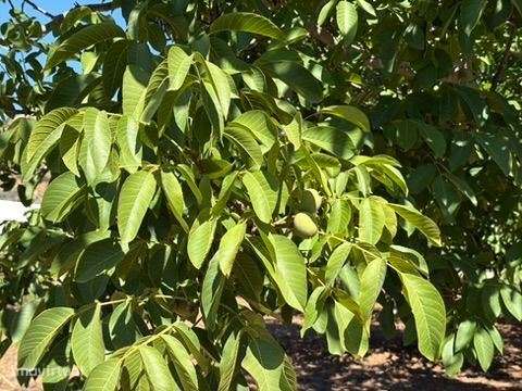 Terreno em zona Urbana com Cerca de 5.000 m² à Venda | Baixa de Pal...-17