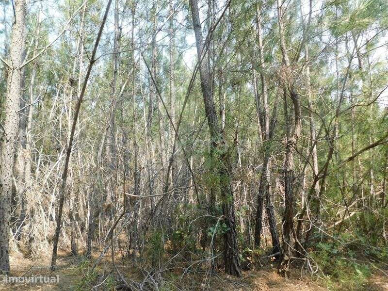 Terreno / Covilhã, Barco e Coutada - Grande imagem: 4/4