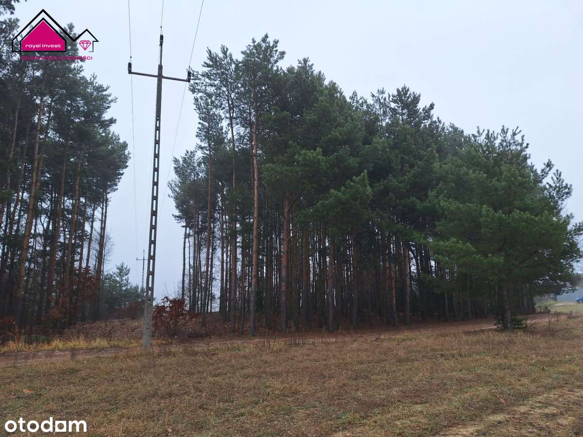 Działka z lasem - zabudowania w cenie gruntu-11