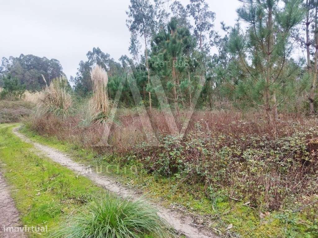 Terrenos Rústicos - Gândara de Cima - FEBRES - CANTANHEDE - | LEILÃ... - Grande imagem: 4/16