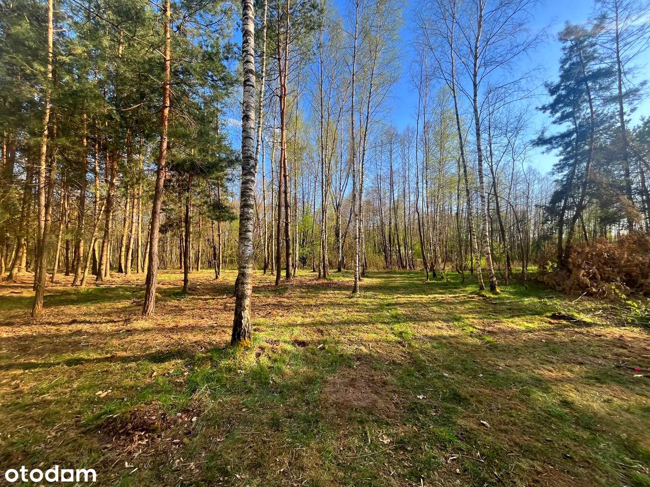 Duranów - działka budowlana pośród lasów-4