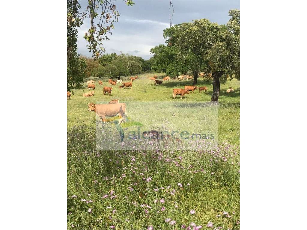 Herdade com 814hectares no Baixo Alentejo / Moura / Fronteira com E...-5