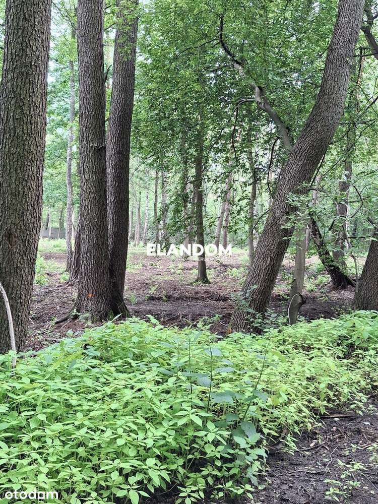 Duża działka w otoczeniu lasów Radość - Pełny obrazek: 4/7