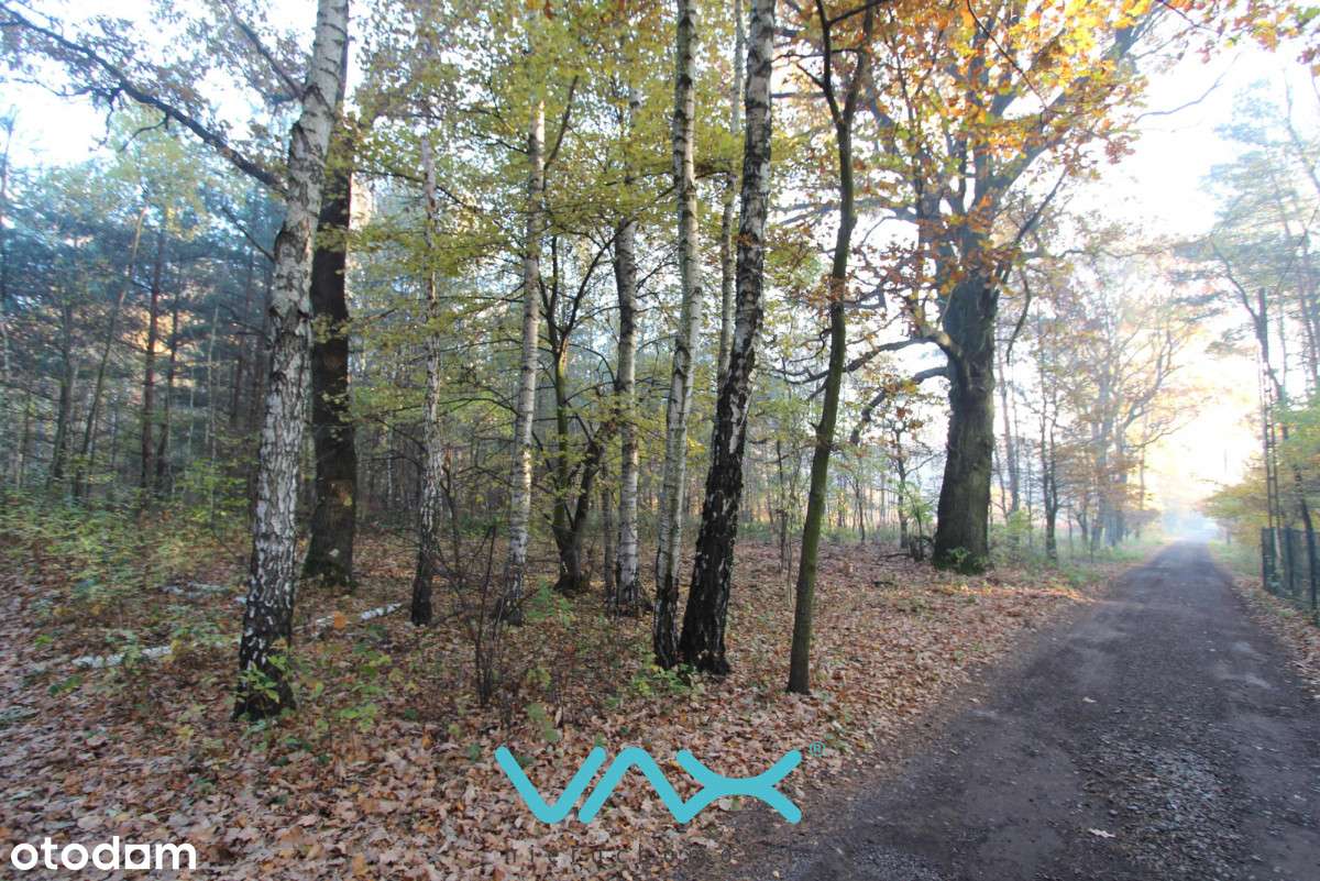 Działka z lasem-0