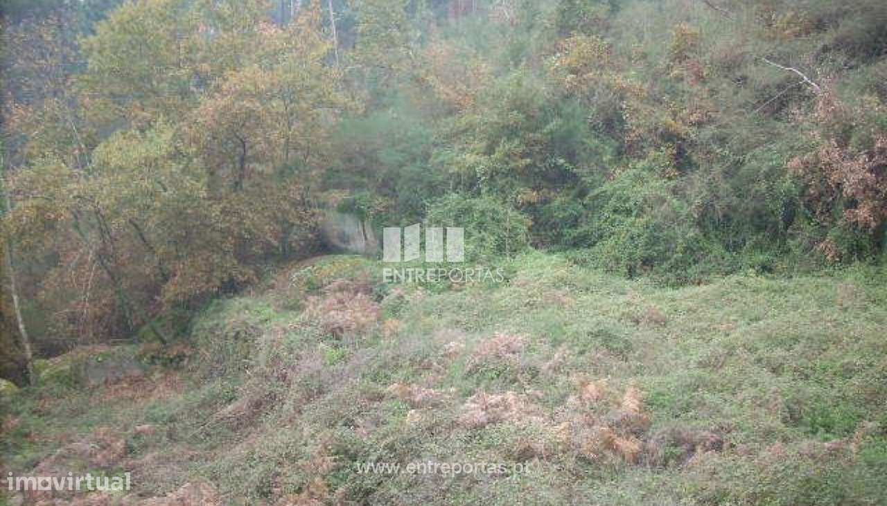 Venda Terreno, Várzea de Ovelha e Aliviada, Marco de Canavese - Grande imagem: 4/13