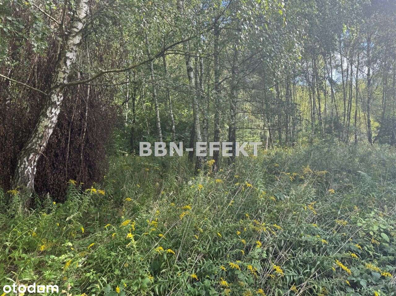 Działaka leśna - Pełny obrazek: 5/9