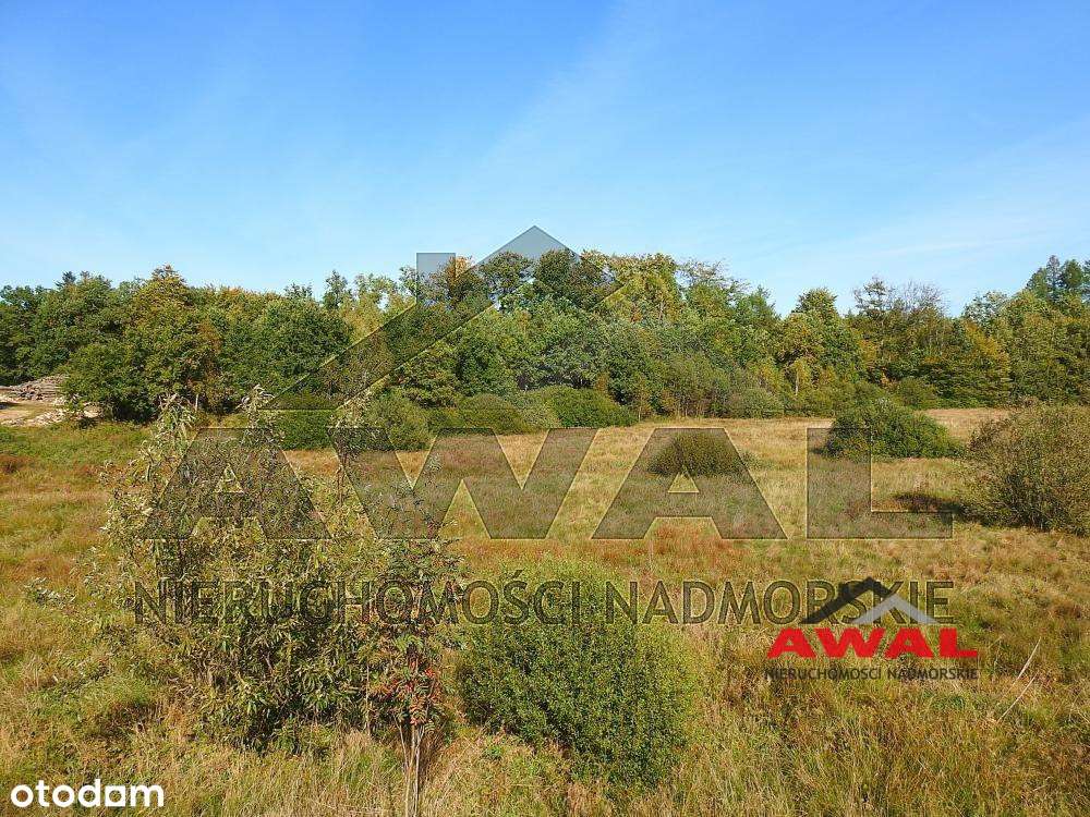 Duża działka rolna w Leśniewie blisko lasu-4