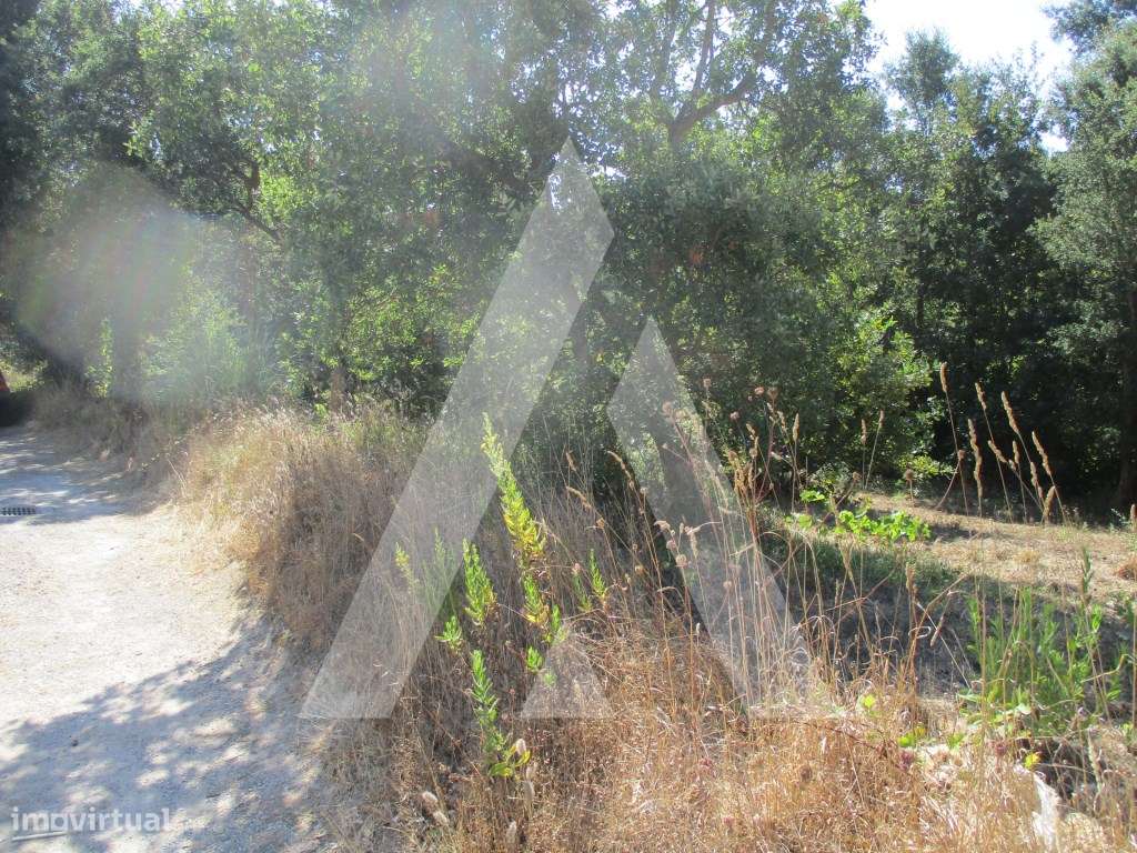 Terreno em Oiã-5