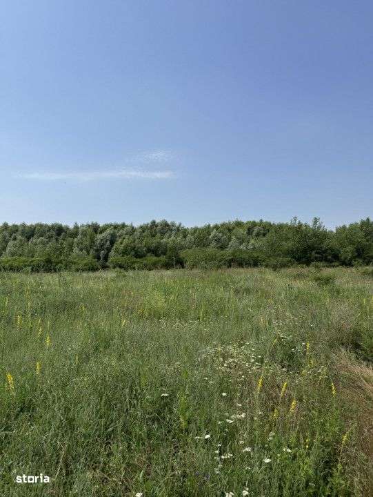 Domnesti – Strada Salciei – Teren intravilan 500 mp x 2 loturi - Imagine principală: 2/11