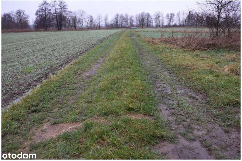 Działka, 4 284 m², Bojadła - Pełny obrazek: 5/6