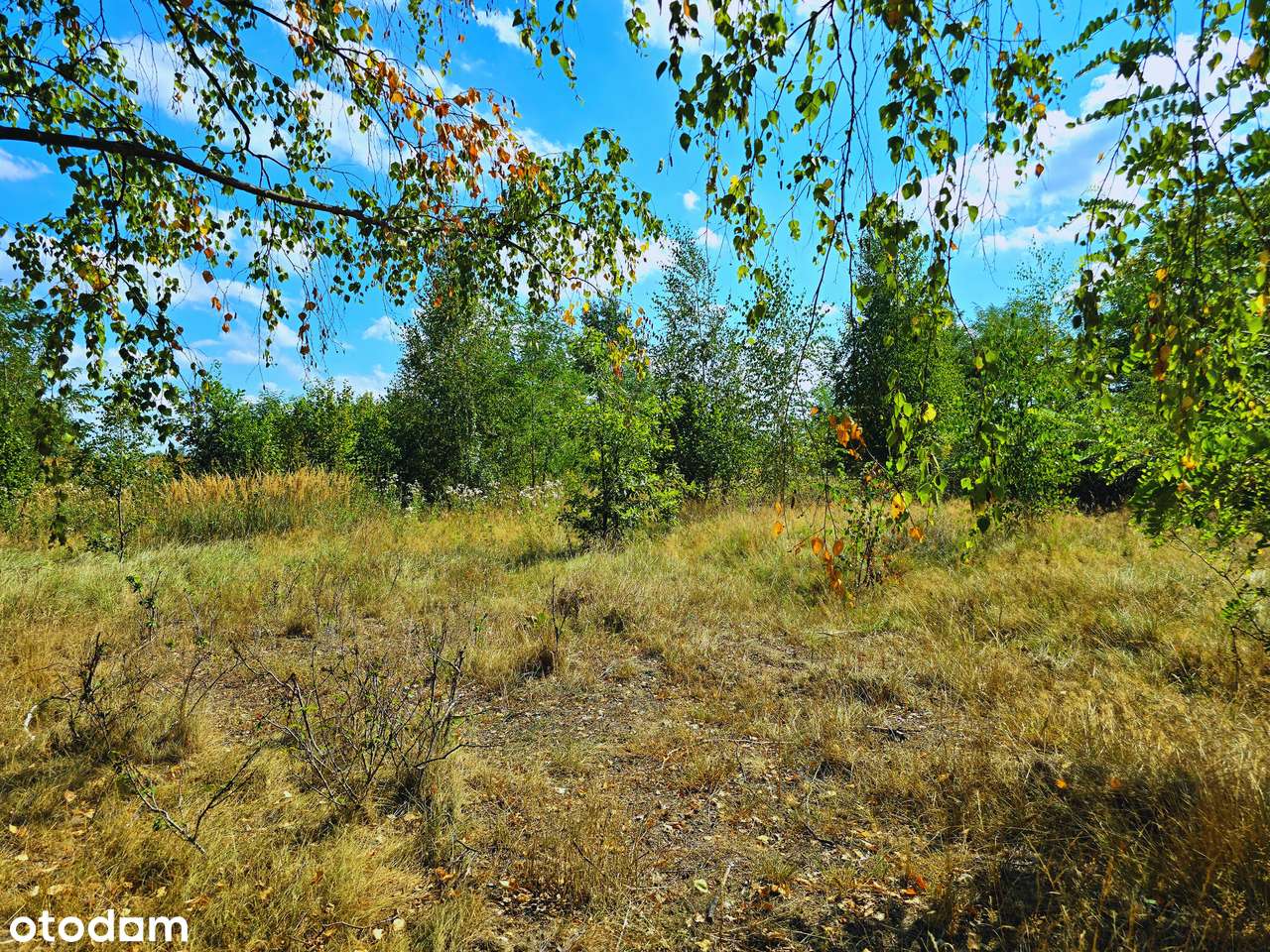 Działka 3309 m2 w Boguszycach | z prądem na działce | 5 km od Rawy Maz - Pełny obrazek: 5/15