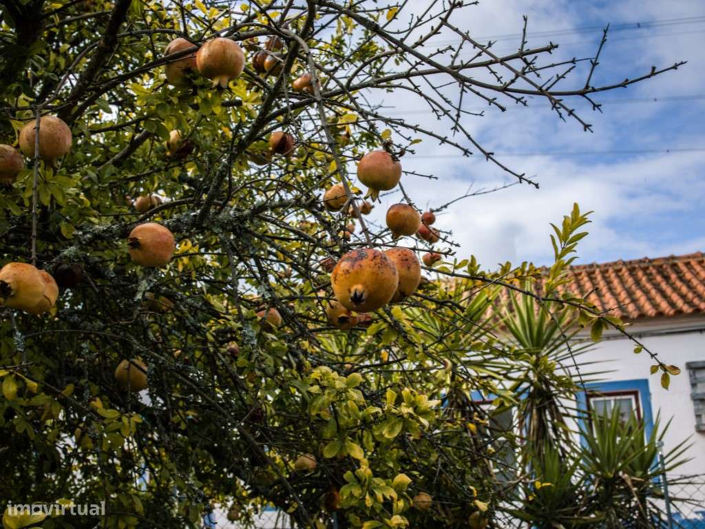 ** Fantástico Monte Alentejano com 50.000m2 Próximo a Maravilhosa C...-36