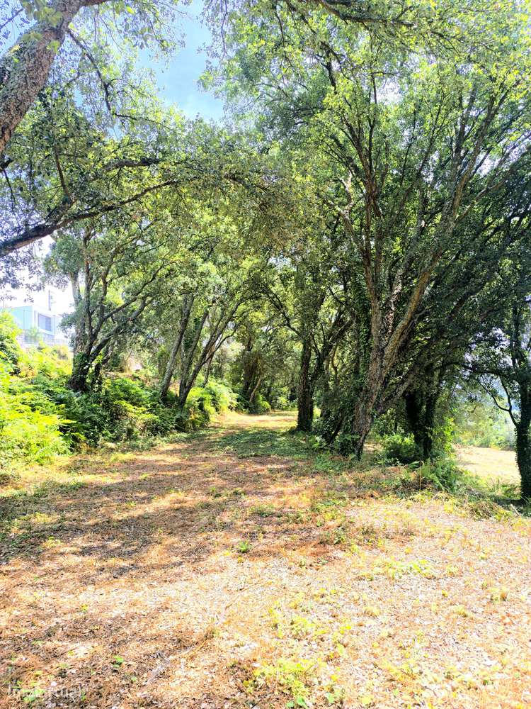 Quinta com 19000 m2 nas margens do Douro-20